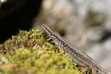 Mauereidechse (Podarcis muralis)