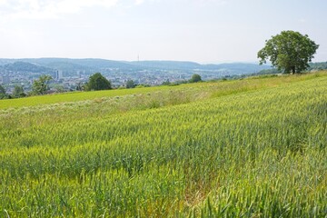 landscape near loerrach in southern germany