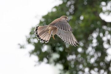 Turmfalke (Falco tinnunculus)