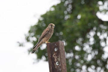 Turmfalke (Falco tinnunculus)