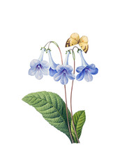 Fototapeta na wymiar Blue Canterbury Flower with Butterfly (Bell's Flowers, Coventry Bells) on a Transparent Background