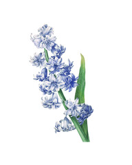Blue Hyacinth Flower (Hyacinthus Orientalis Flower) on a Transparent Background