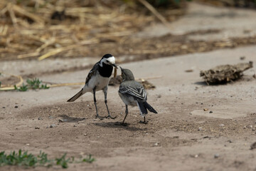 Bachstelze (Motacilla alba)