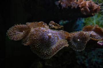 Fototapeta premium Sea anemone under the surface.
