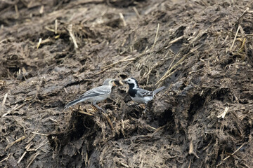 Bachstelze (Motacilla alba)