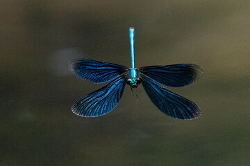 Blauflügel-Prachtlibelle (Calopteryx virgo)