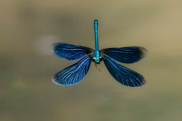 Blauflügel-Prachtlibelle (Calopteryx virgo)