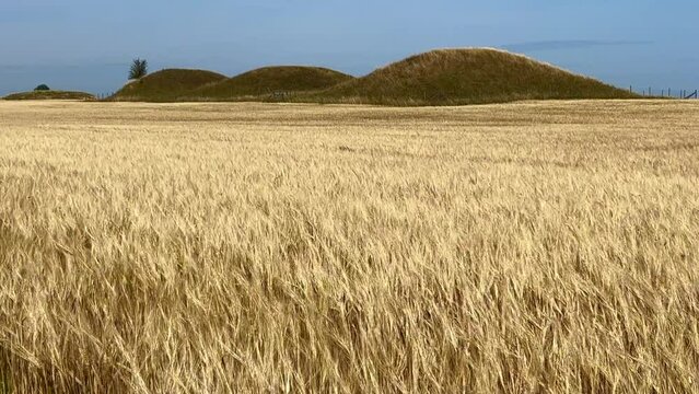 Four Bronze Age burial mounds in a field with swaying ripe grain at Koepingebro, Scania, Sweden, Scandinavia, Europe