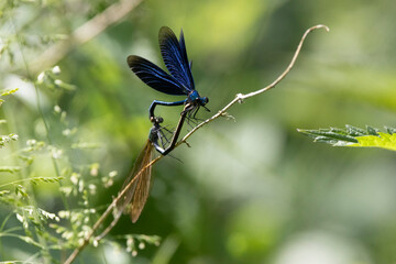 Blauflügel-Prachtlibelle (Calopteryx virgo)