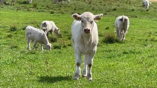 Charolais cattle calf in a meadow in Valloesa, Ystad municipality, Scania, Sweden, Scandinavia, Europe