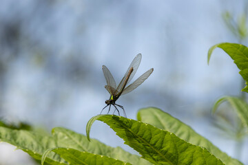 Blauflügel-Prachtlibelle (Calopteryx virgo)