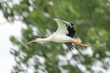 Storch