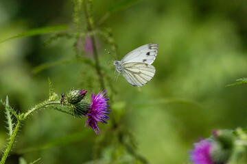 Grünader-Weißling (Pieris napi)