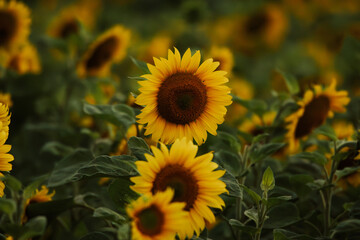 Obraz premium sunflower flowers in the sun 