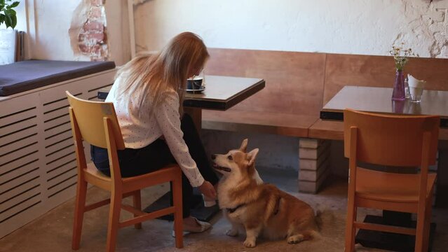 4k Woman trains dog and sits in cafe spbd. Back view of young female owner training cute pet and taking paw, giving food and sitting at table with coffee in room. Pretty lady is having good time with