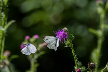 Grünader-Weißling (Pieris napi)