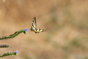 Segelfalter (Iphiclides podalirius) an Gewöhnlichem Natternkopf (Echium vulgare)