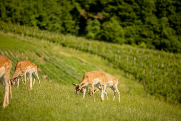 Naklejka na ściany i meble Reindeers on the foothills of Jelenov Greben in Slovenia