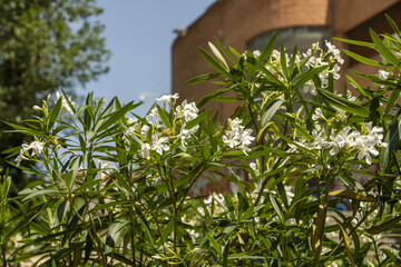 Some urban garden shrubs