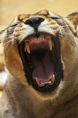 Portrait of a lioness with fangs.