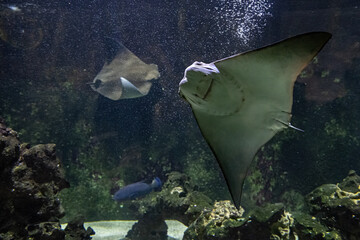 Stingray swimming under the surface. © lapis2380