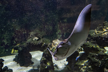 Stingray swimming under the surface. © lapis2380