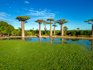 Baobabs forest, Baobab alley , Madagascar