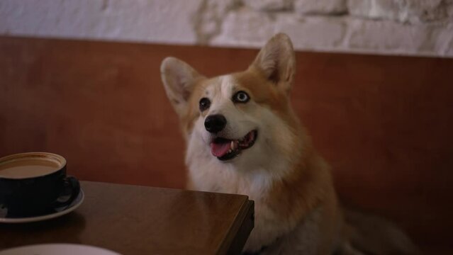 4k Dog sits at table with coffee in cafe spbd. Closeup view of adult corgi pet sitting at table with drink and looking, posing for camera in interior. One cute animal is spending good time in modern