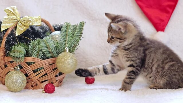 A small kitten is playing with a Christmas ball, a basket with New Year's decor. A cat and a basket with a fir branch and Christmas decorations. Playful kitten and toys for the holiday