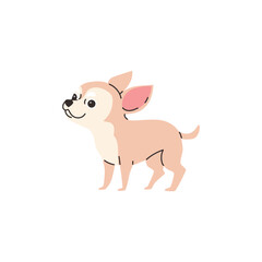 Cartoon Chihuahua purebred breed of furry dog, best pet, cute little light chihuahua dog vector illustration isolated