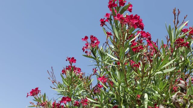 vue d'un arbuste laurier rouge, en gros plan