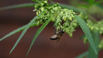 A bee collects pollen from a flowering cannabis plant. Selective focus.