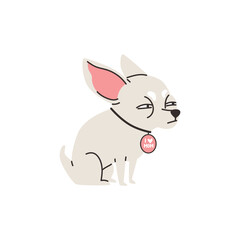 Squinting chihuahua dog flat style, vector illustration