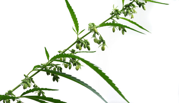 Flowering plant of marijuana isolated on a white background.