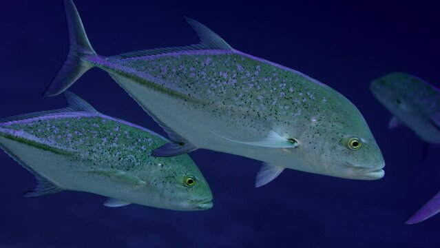 Portrait of the Bluefin trevally, also known as the bluefin jack, bluefin kingfish, bluefinned crevalle (Caranx melampygus), blue ulua, omilu or spotted trevally Maldives, Indian Ocean