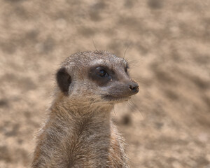 Slender-tailed meerkat keeping a lookout for danger.