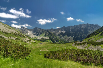 landscape in summer