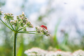 a bug's life