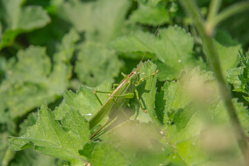 Grasshopper