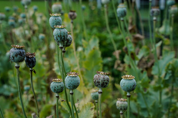 Many poppy seed flower heads in an outdoor garden space.