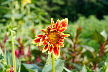 Single orange and yellow dahlia flower growing in an outdoor garden space.