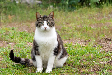 A fat white spotted cat sits on a grass meadow.