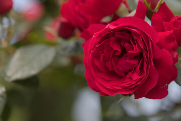 Blossom of a red rose with bokeh background. Right sided.