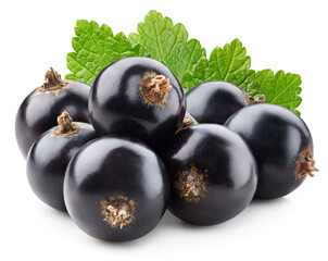 Black currant leaves isolated