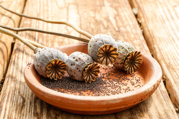Poppy flower seed pods laying on a terra cotta plant saucer. Many seeds on the tray. - obrazy, fototapety, plakaty