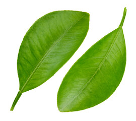 Citrus leaves Clipping Path