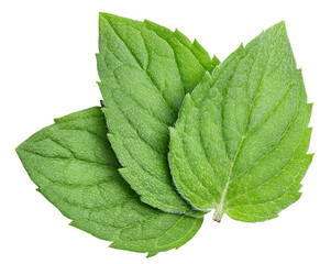 Mint leaves isolated