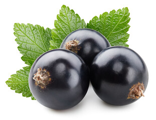 Black currant leaves isolated