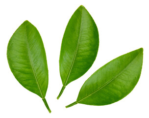 Obraz premium Citrus leaves Clipping Path