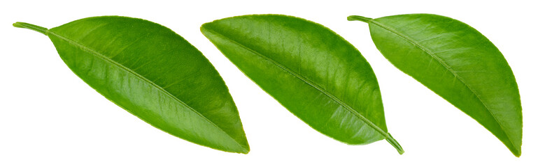 Fototapeta premium Citrus leaves Clipping Path